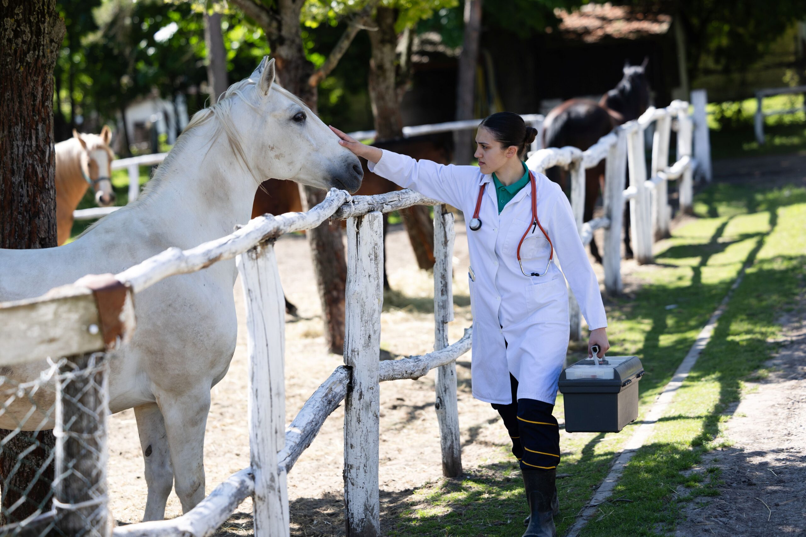 Hunter Jumper Horses for sale receiving a veterinary check, showing routine health care and transparent maintenance practices