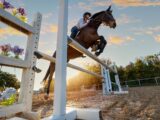 Hunter Jumper Horses for sale jumping over an obstacle at sunset