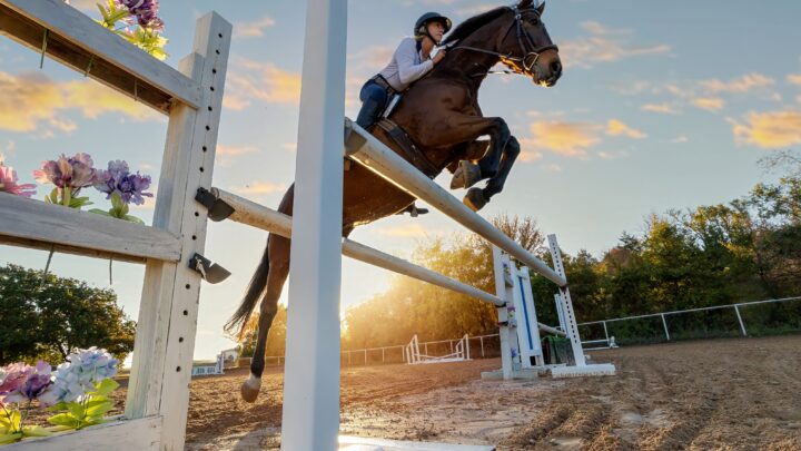 Hunter Jumper Horses for sale jumping over an obstacle at sunset